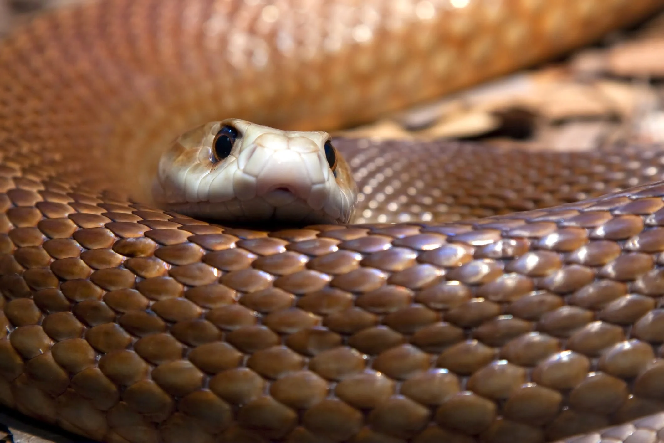 The 10 biggest snakes in the world