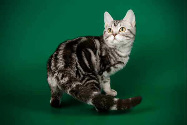 American-Shorthair1