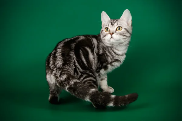 American-Shorthair1