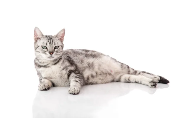 American Shorthair 2