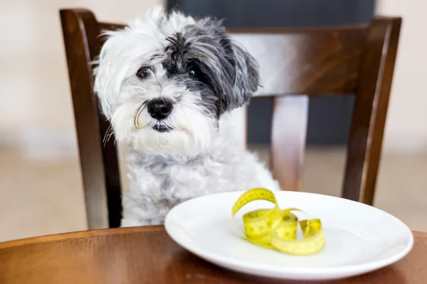 Cachorro pode comer alho-poró 1