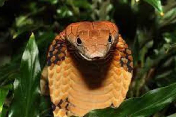 Le cobra royal (Ophiophagus hannah