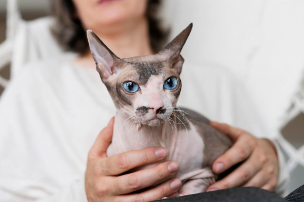 Devon Rex