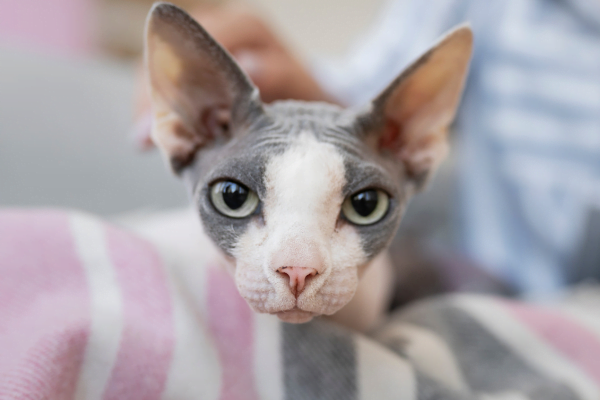 Devon Rex 2