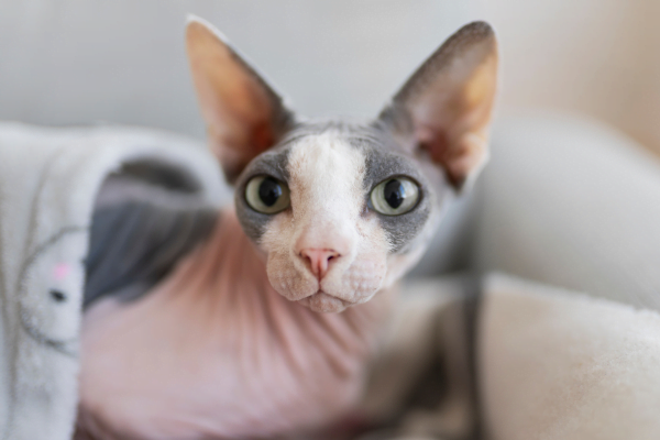 Devon Rex