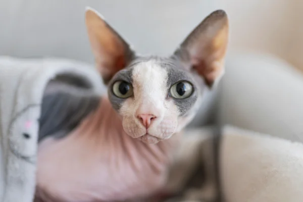 Devon Rex