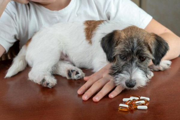 Dexamethasone for Dogs 2