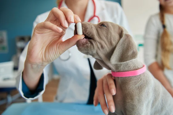 Dexametasona para perros