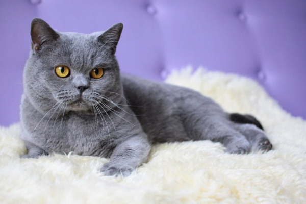 Russian Blue Cat