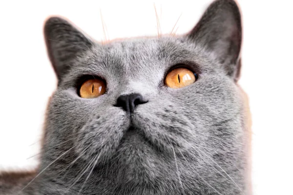 Gato Chartreux 2