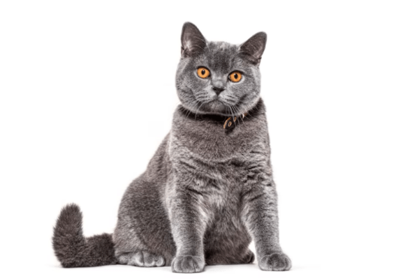 Chat Chartreux