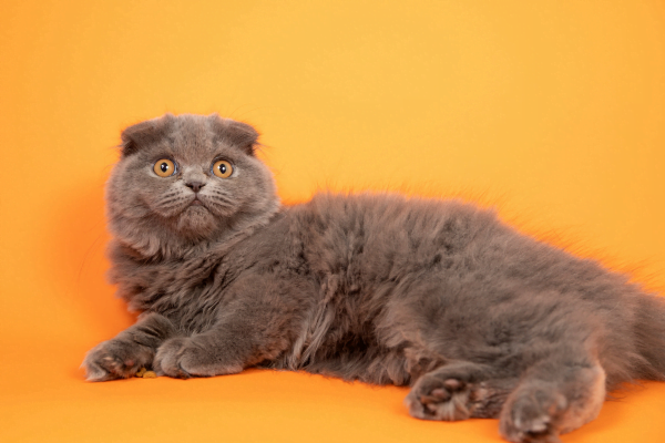 Gato Scottish Fold 1