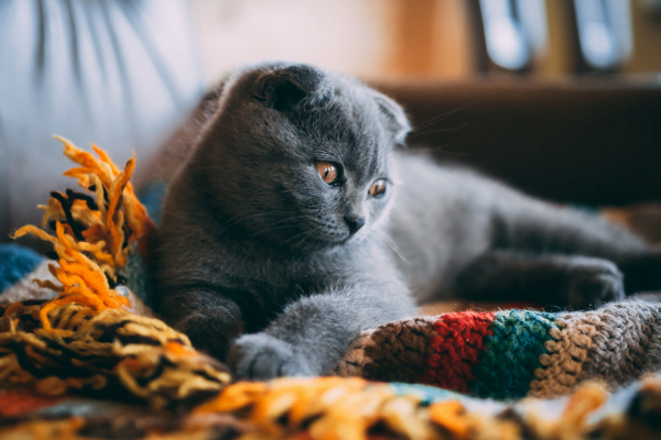 Gato Scottish Fold 2