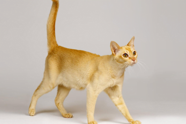 Ceylon cat