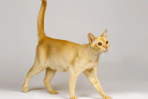 Ceylon cat