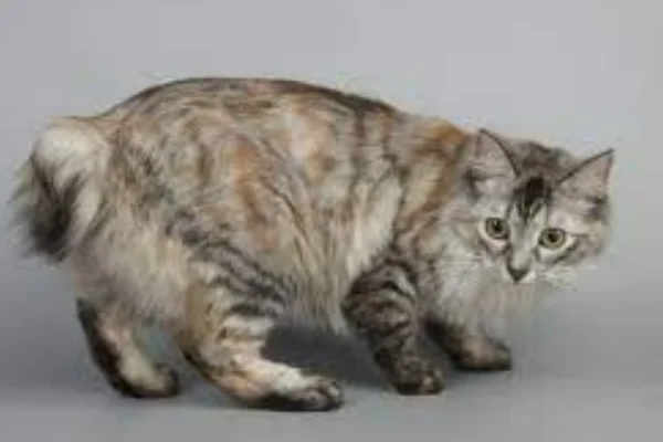 Kurilian Bobtail 2