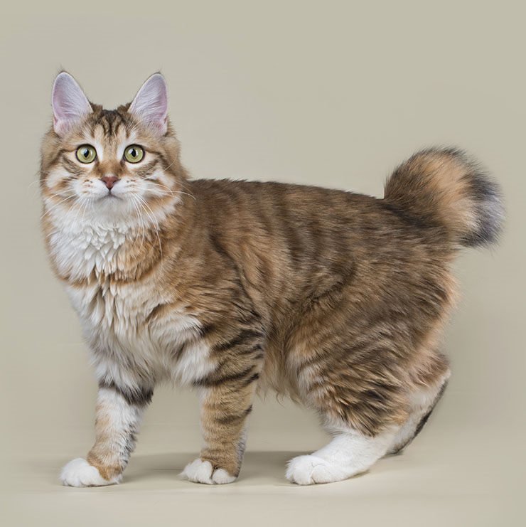 Kurilian Bobtail 3