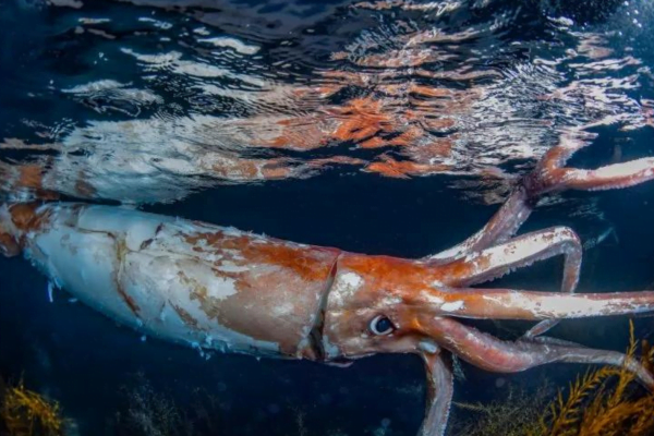 Giant Squid