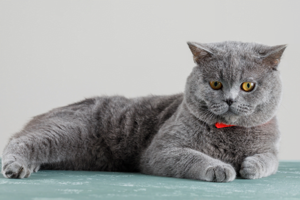 Scottish Fold cat