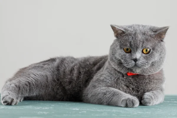 Gato Scottish Fold