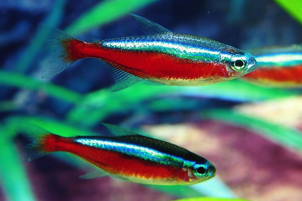 O Neon Tetra