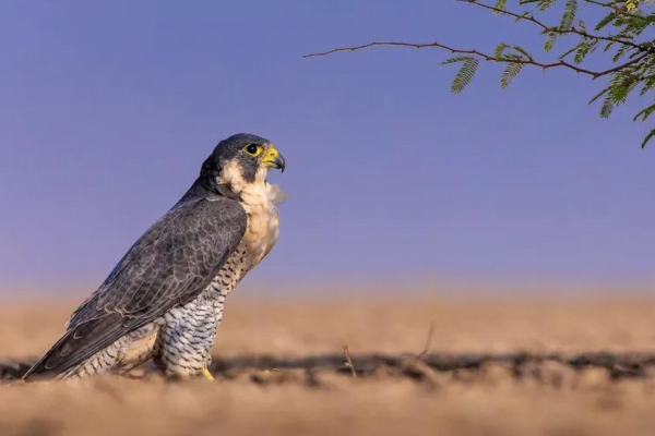 O falcão peregrino