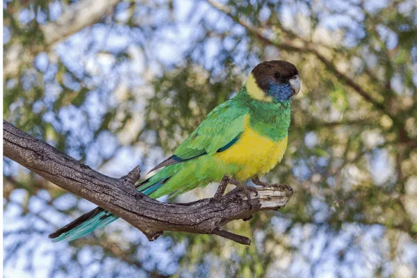 Ringnecks no Brasil: Entre Cores Vibrantes e Desafios Ambientais