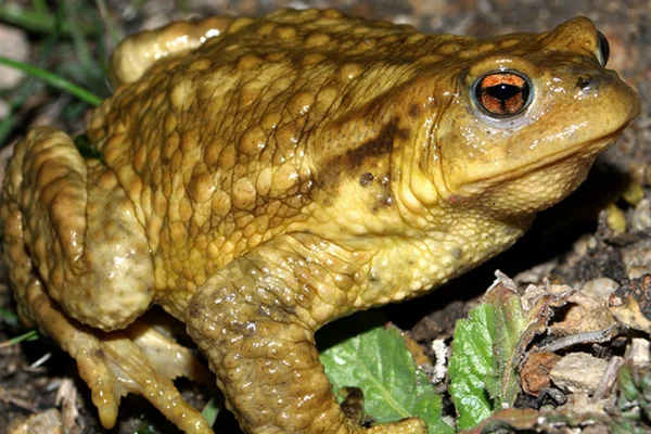 Crapaud commun (Bufo bufo) :