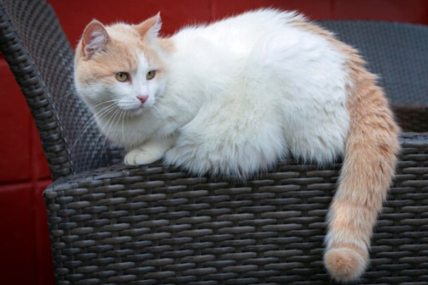 Turkish Van