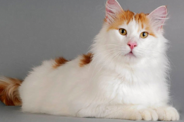 Turkish Van 1