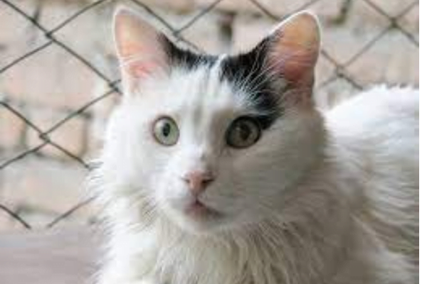 Turkish Van 2