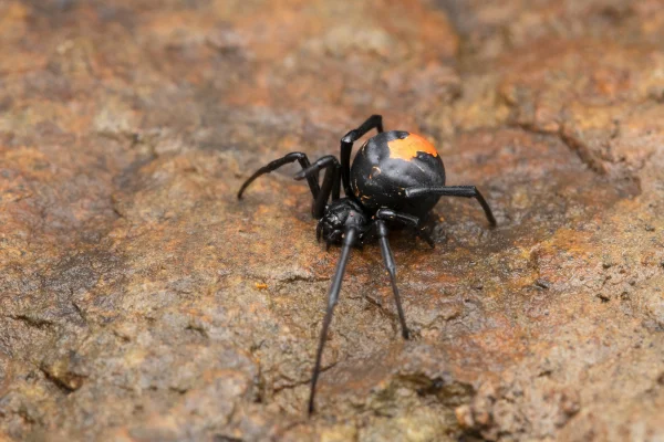 Aranha Viúva-negra (Latrodectus spp.)