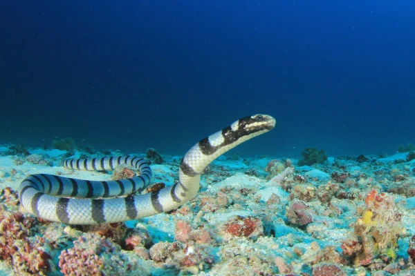 Cobra Marinha (Hydrophis belcheri)