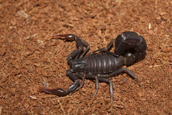 Escorpión de la muerte (Androctonus spp.)