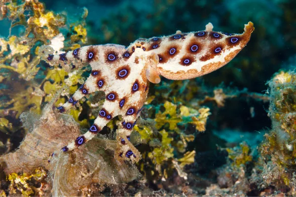 Polvo de Anéis Azuis (Hapalochlaena spp.)