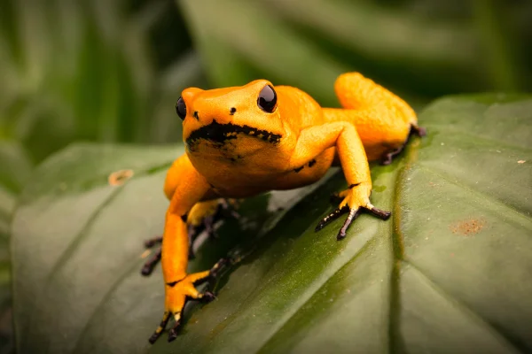 Rana dardo (Phyllobates terribilis)