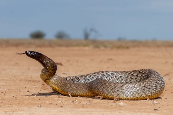 Taipan-do-interior (Oxyuranus microlepidotus)