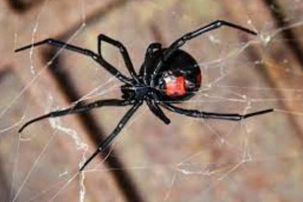 Viúva-Negra (Latrodectus)