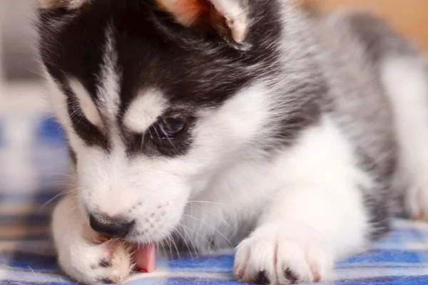 7 reasons for dogs to lick their paws