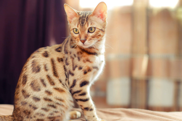 Bengal