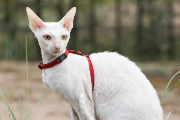 Cornish Rex