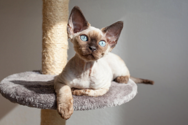 Devon Rex