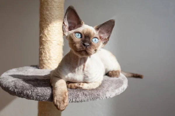 Devon Rex