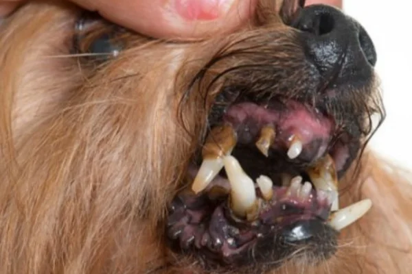 Doenças Dentárias em Cães 2