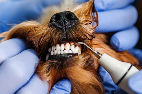 Dental Diseases in Dogs 3 (1)