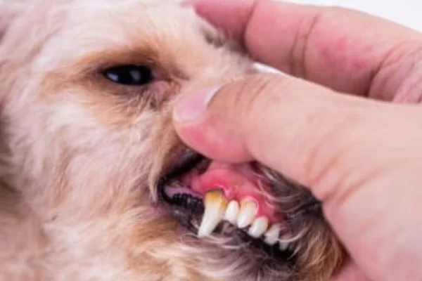 Doenças Dentárias em Cães