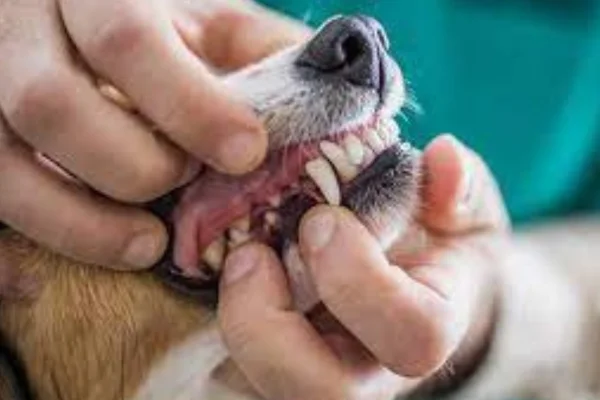 Doenças Dentárias em Cães 2