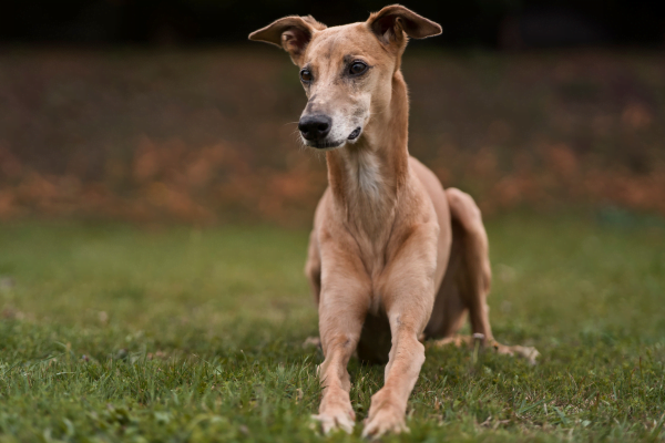 English greyhound