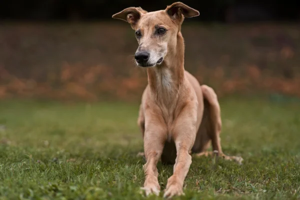 Galgo Inglês