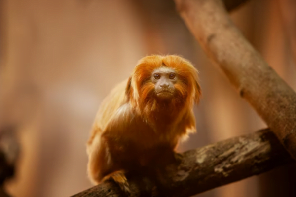 Dia Mundial do Macaco e o Mico-leão-dourado 14 de Dezembro